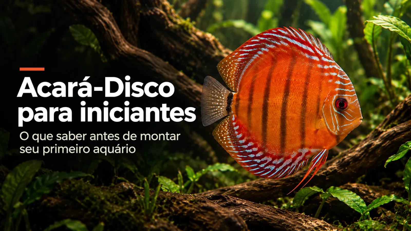 Imagem do post Acará-Disco para iniciantes: o que saber antes de montar seu primeiro aquário