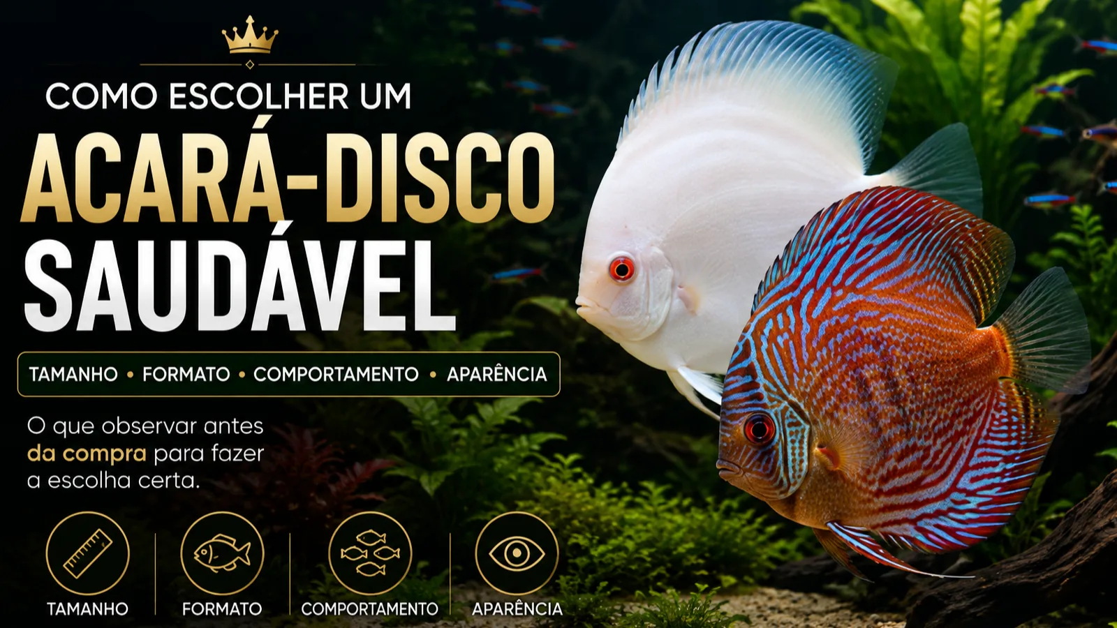 Imagem do post Como escolher um Acará-Disco saudável: tamanho, formato, comportamento e o que observar antes da compra