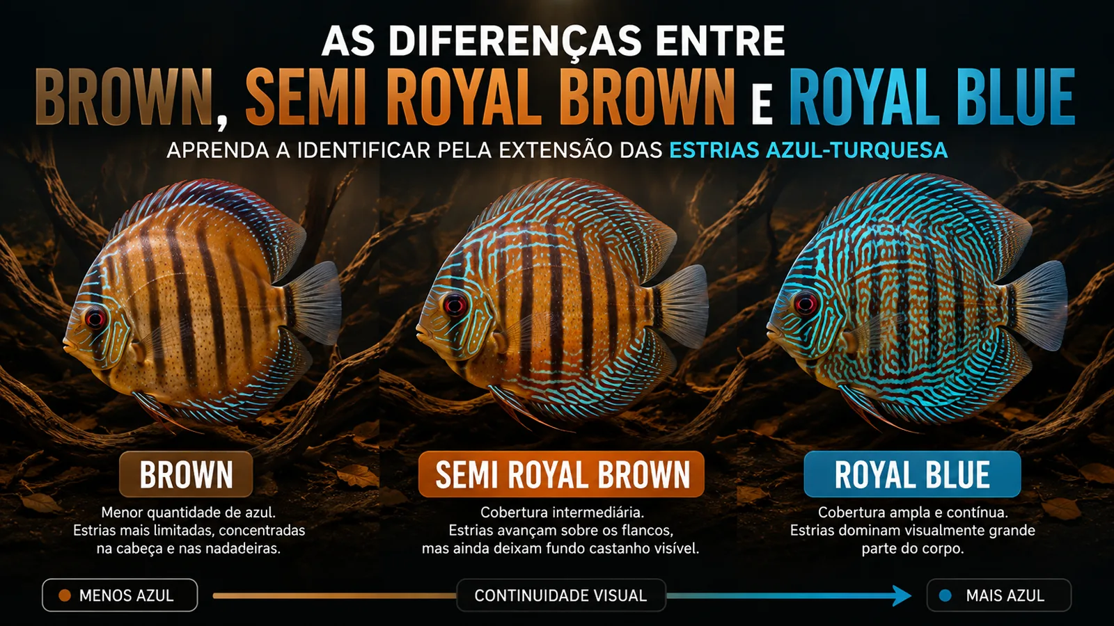 Imagem do post As diferenças entre Acará-Disco Brown, Semi Royal Brown e Royal Blue