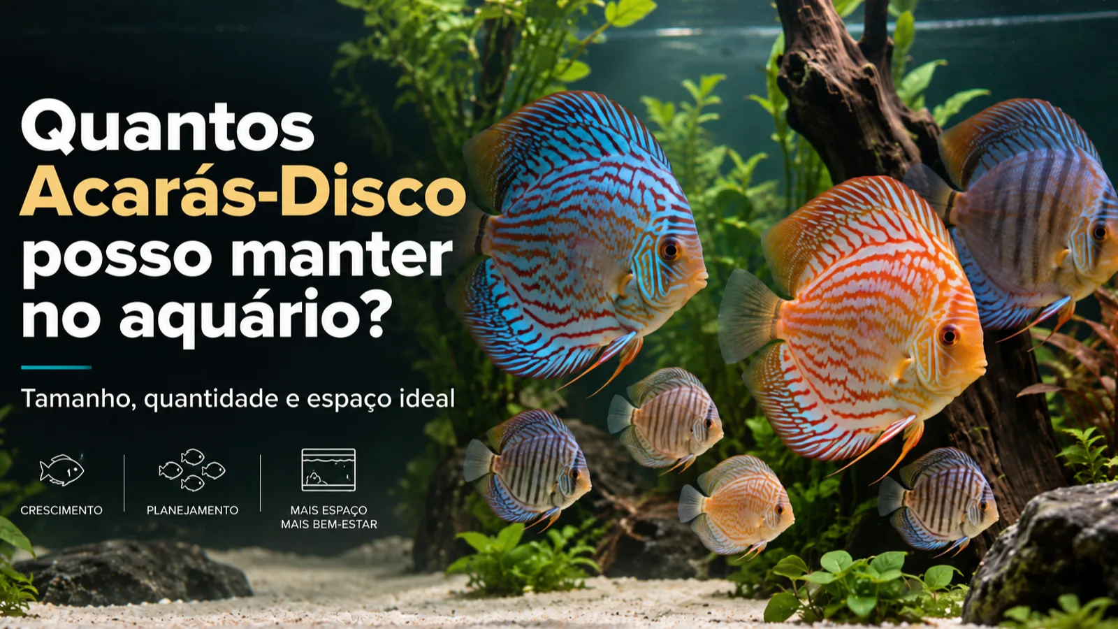 Imagem do post Quantos Acarás-Disco posso manter no aquário? Tamanho, quantidade e espaço ideal