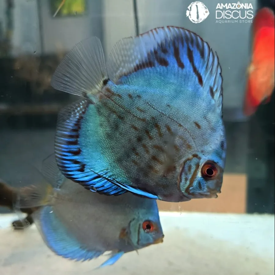 Imagem do Acará-Disco Blue Turquoise disponível na loja Amazônia Discus