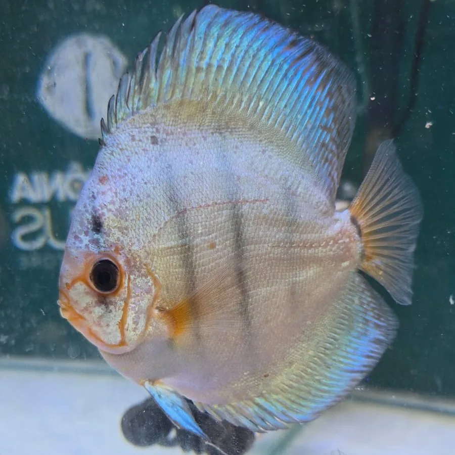 Imagem do Acará-Disco Blue Cobalt disponível na loja Amazônia Discus
