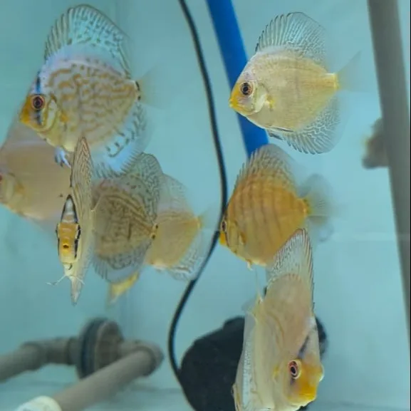 Imagem do Acará-Disco Blue Cobalt disponível na loja AquaDiscus SP
