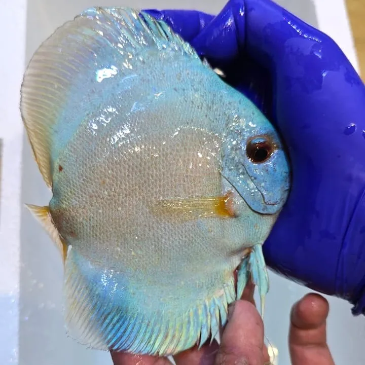 Imagem do Acará-Disco Blue Diamond disponível na loja Amazônia Discus
