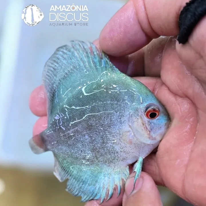 Imagem do Acará-Disco Dark Angel disponível na loja Amazônia Discus