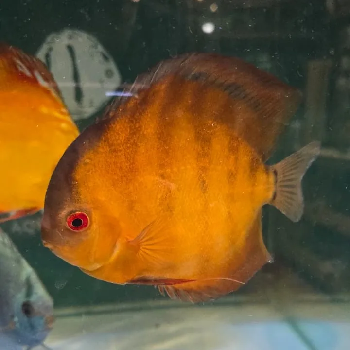 Imagem do Acará-Disco Red Cover disponível na loja Amazônia Discus