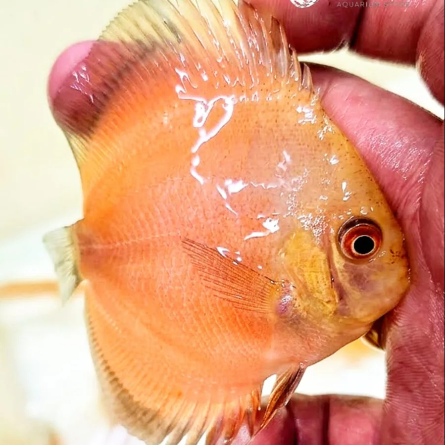 Imagem do Acará-Disco Red Melon disponível na loja Amazônia Discus