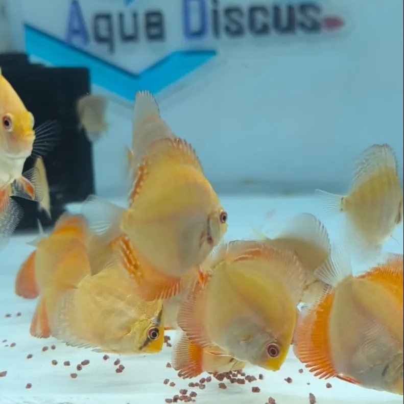 Imagem do Acará-Disco Red Melon disponível na loja AquaDiscus SP