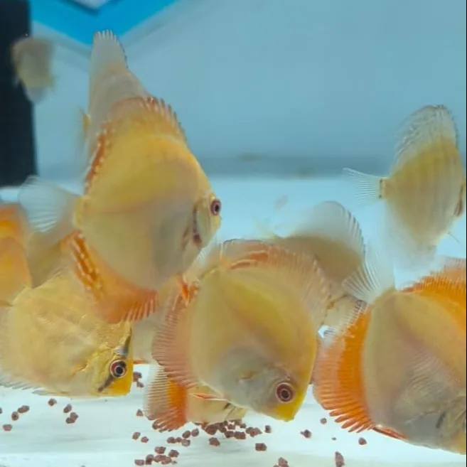 Imagem do Acará-Disco Red Royal disponível na loja AquaDiscus SP