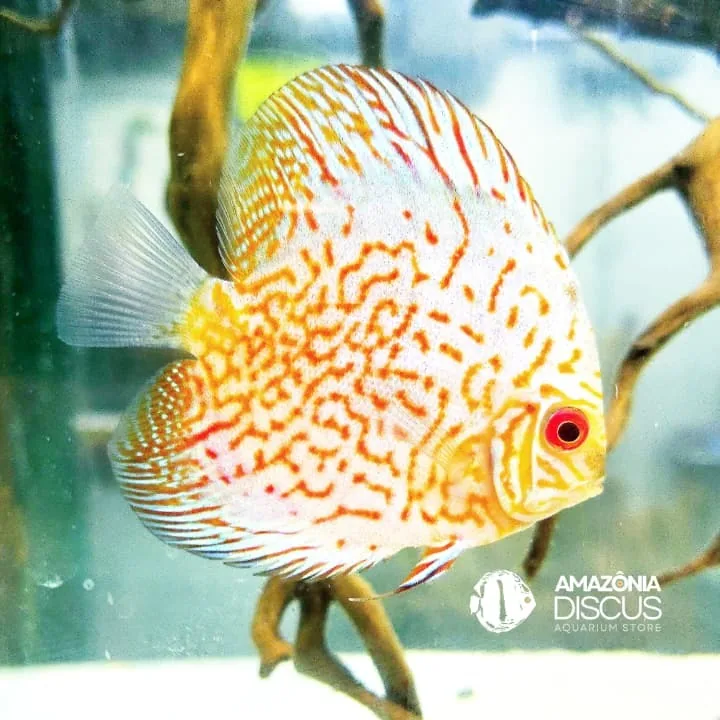 Imagem do Acará-Disco White Pigeon disponível na loja Amazônia Discus