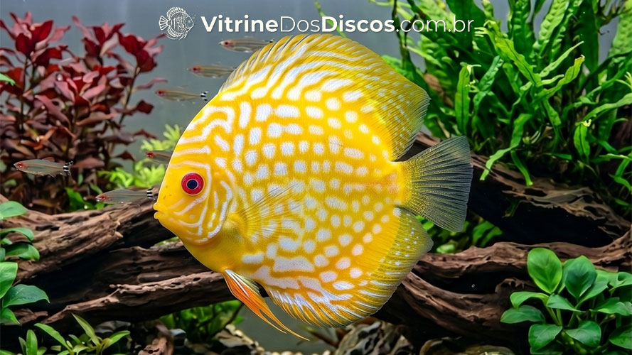 Variedade Yellow Checkerboard Albino