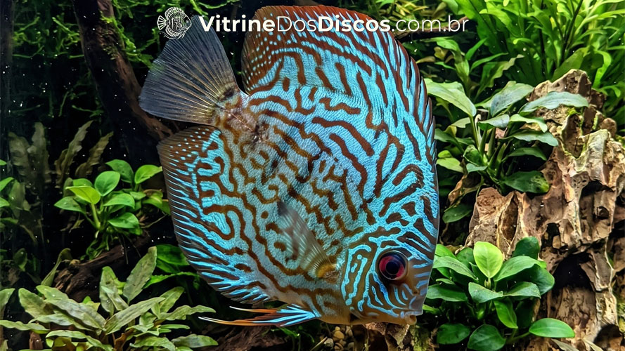 Variedade Blue Turquoise