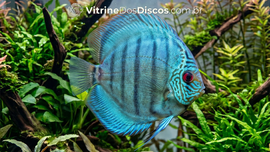 Variedade Blue Cobalt