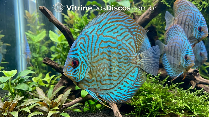 Imagem da variedade Blue Turquoise