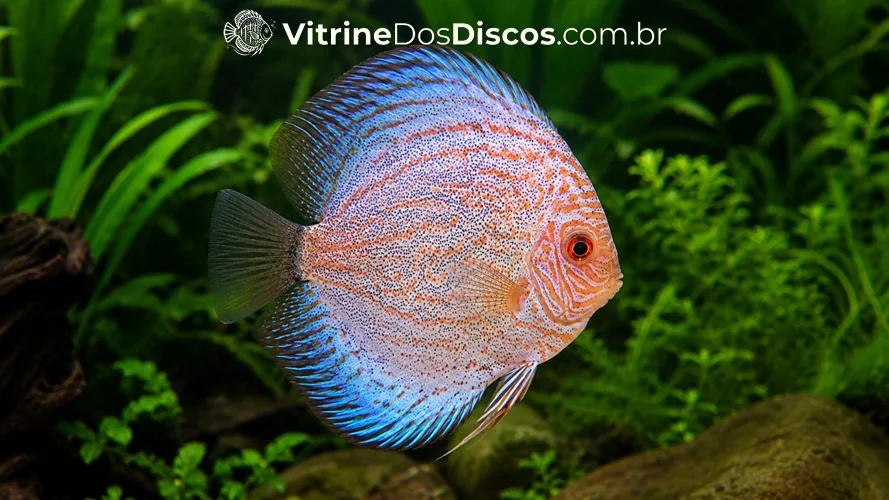 Imagem de Acará-Disco Blue Pigeon Panda