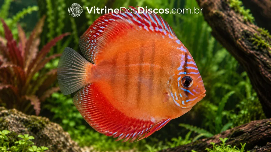 Acará-Disco Red Wild, linhagem híbrida em desenvolvimento